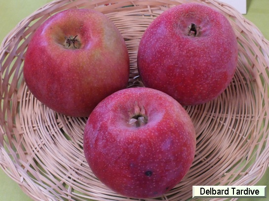 Pomme Delbard Tardive