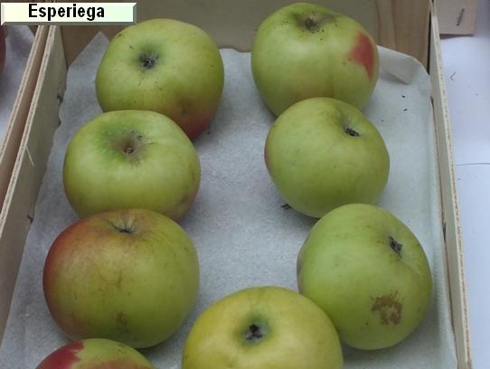 Pomme_eh Esperiega Pomme_eh Esperiega