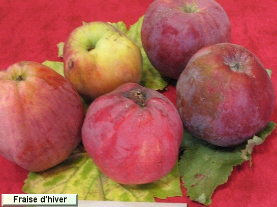 Pomme_eh Fraise d'hiver