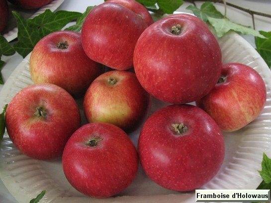 Pomme_eh Framboise d'Holowaus  (Malina)