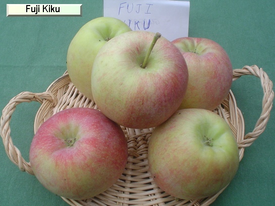 Pomme_eh Fuji Kiku