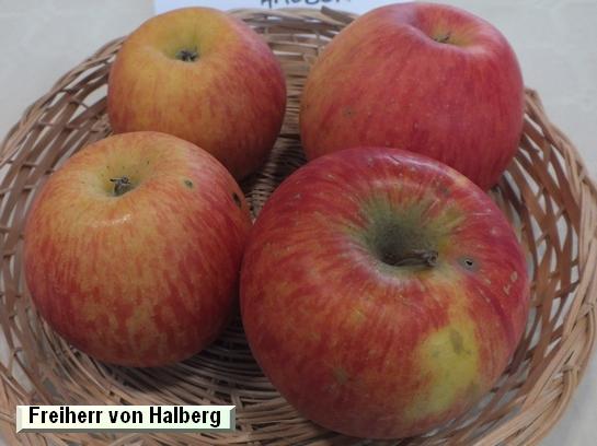 Pomme_eh Freiherr von Halberg®