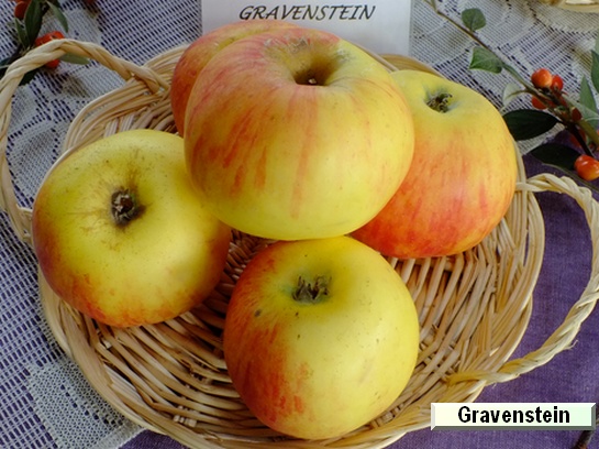 Pomme_eh Gravenstein