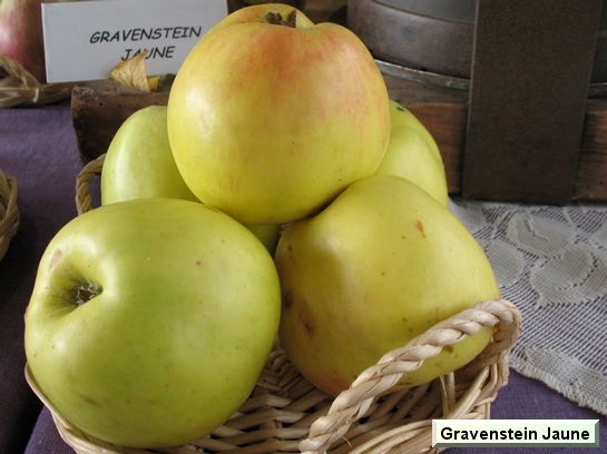 Pomme_eh Gravenstein Jaune