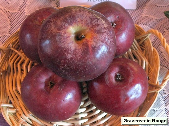 Pomme_eh Gravenstein Rouge