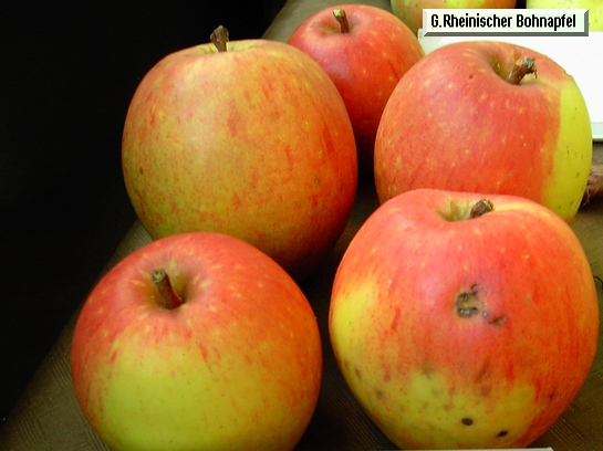 Pomme_eh Grosser Rheinischer Bohnapfel