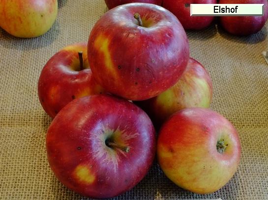 Pomme_eh Elshof®