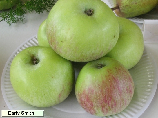 Pomme Early Smith