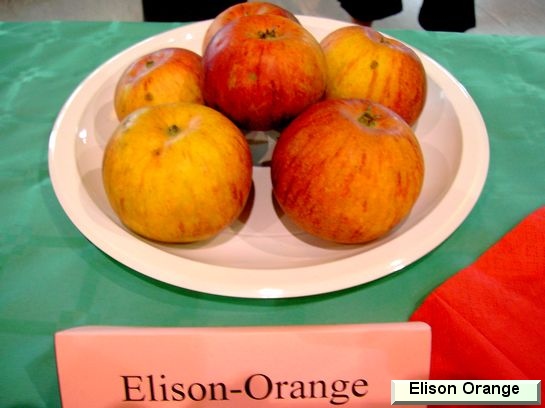 Pomme Ellisons Orange
