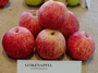 Luikenapfel