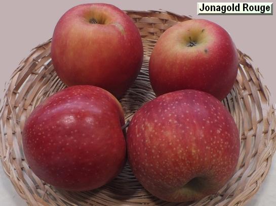 Pomme_il Jonagold Rouge