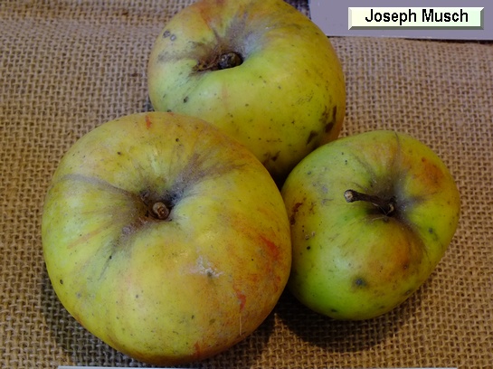 Pomme_il Joseph Musch