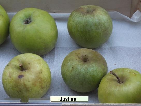 Pomme_il Justine