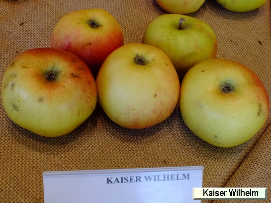 Pomme_il Kaiser Wilhelm