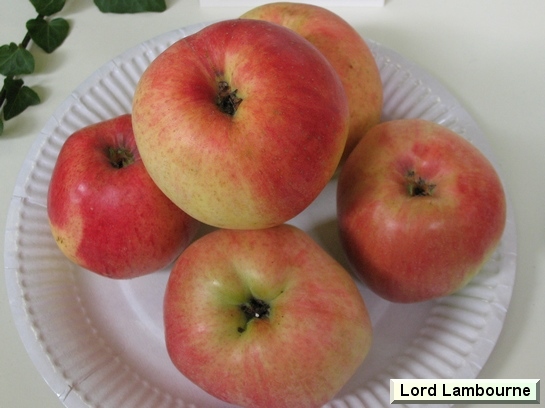 Pomme_il Lord Lambourne