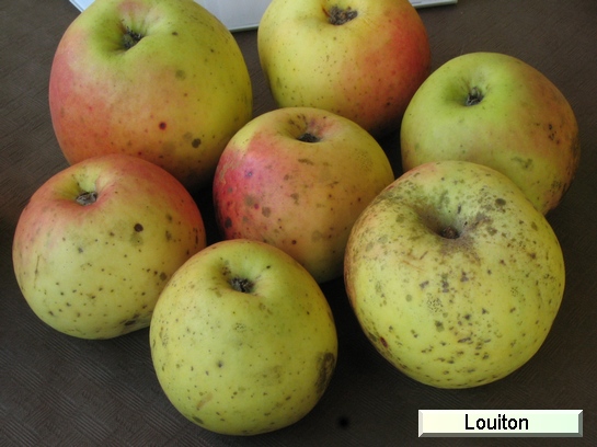 Pomme_il Louiton