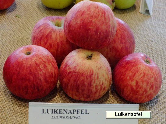 Pomme_il Luikenapfel