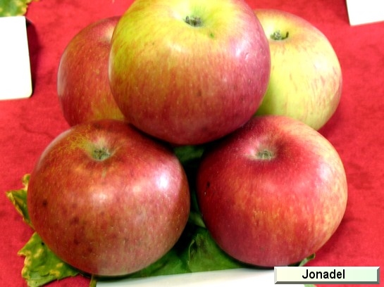 Pomme_il Jonadel