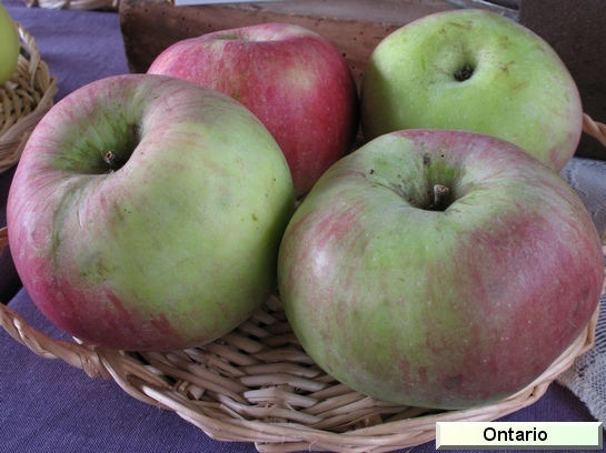 Pomme_mp Ontario