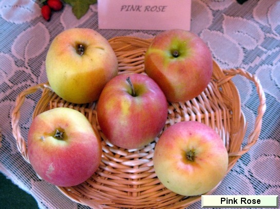 Pomme_mp Pink Rose - Pink Kiss®