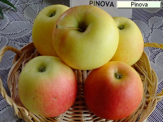 Pomme_mp Pinova