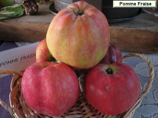 Pomme_mp Pomme Fraise d'hiver