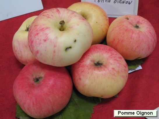 Pomme_mp Pomme Oigon