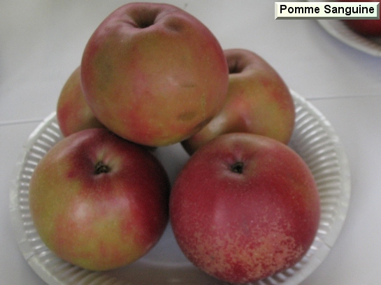 Pomme_mp Pomme Sanguine