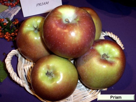 Pomme_mp Priam