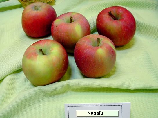 Pomme_mp Nagafu (Fuji)