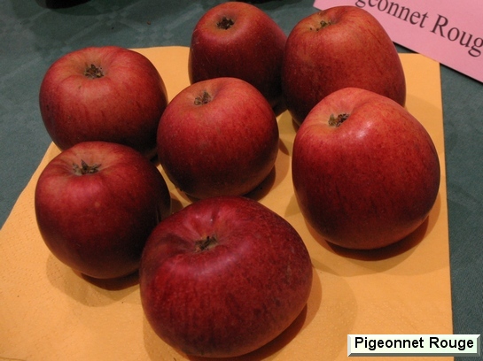 Pomme Pigeonnet Rouge