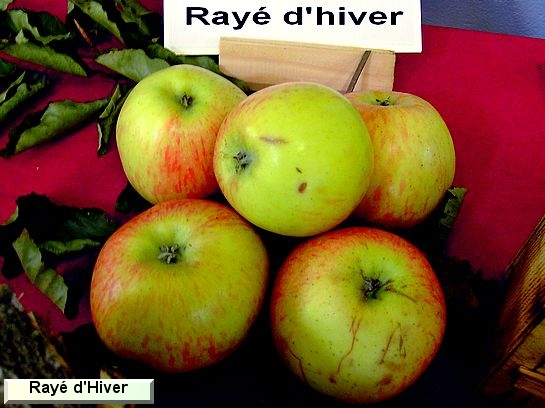 Pomme Rayé d'hiver