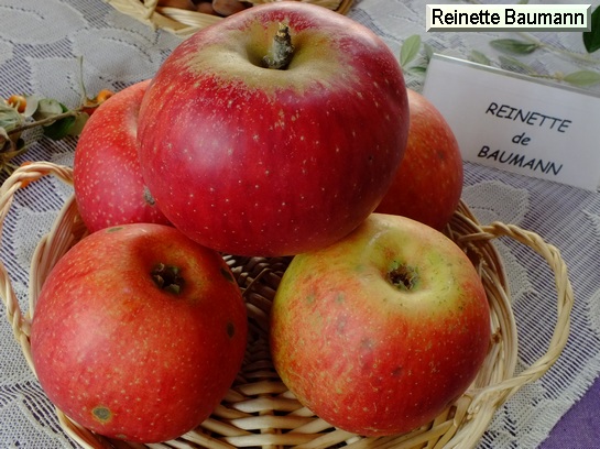 Pomme Reinette Baumann