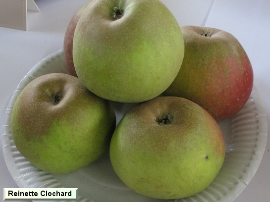 Pomme Reinette Clochard