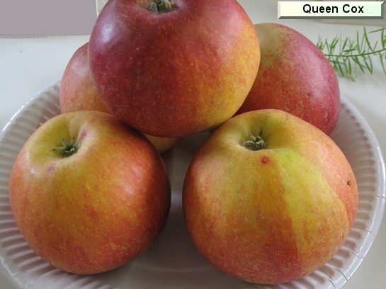 Pomme_qu Queen Cox