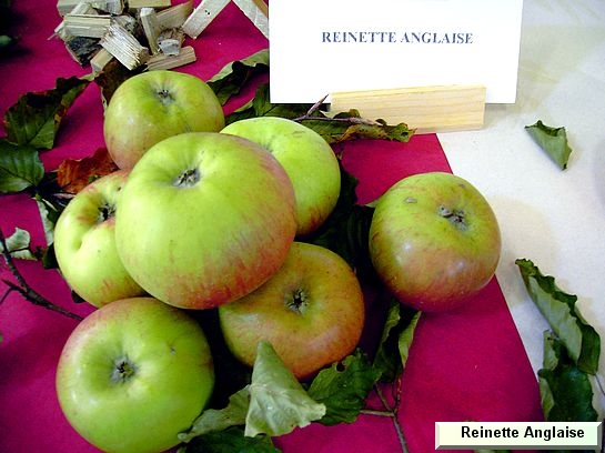 Pomme_qu Reinette Anglaise