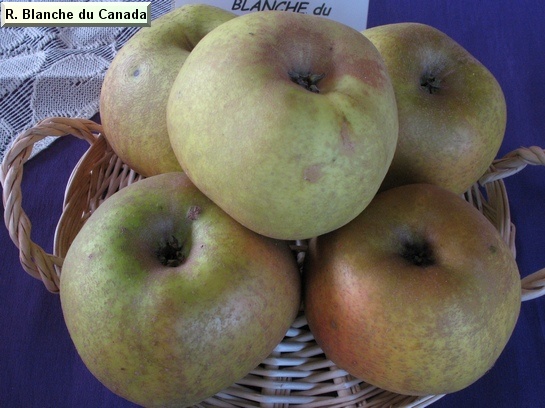 Pomme_qu Reinette Blanche du Canada