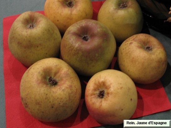 Pomme_qu Reinette Jaune d'Espagne