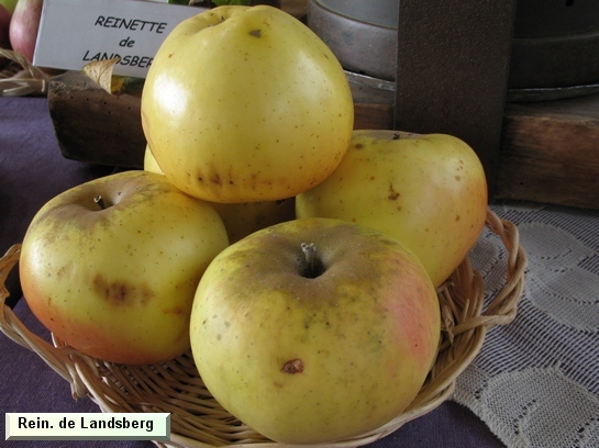 Pomme_qu Reinette de Landsberg