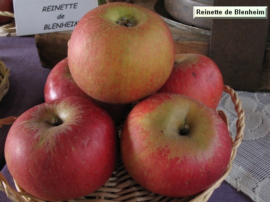 Pomme_qu Reinette dorée Blenheim