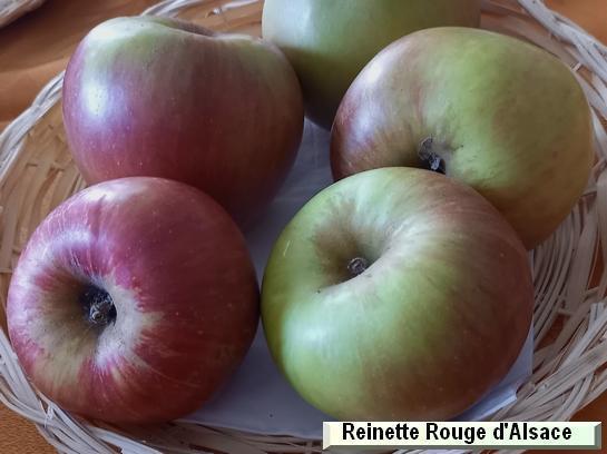 Pomme_qu Reinette Rouge d'Alsace