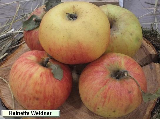 Pomme_qu Reinette Weidner