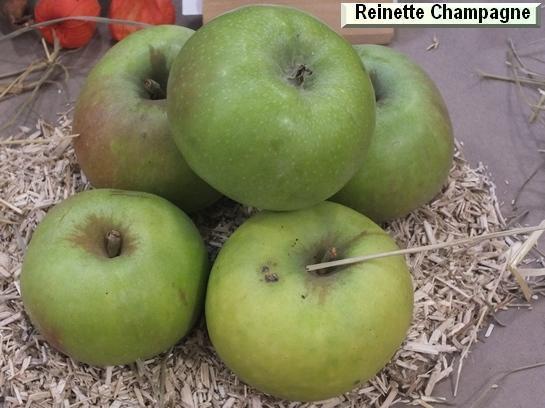 Pomme_qu Reinette de Champagne