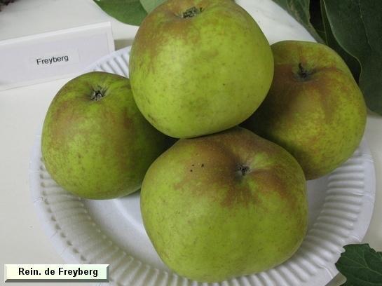 Pomme_qu Reinette de Freyberg