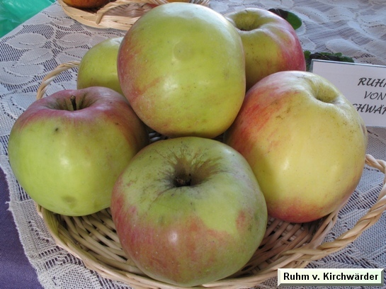 Pomme_qu Ruhm von Kirchwärder