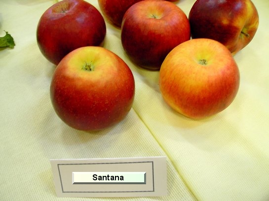 Pomme_qu Santana