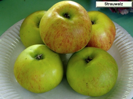 Pomme_qu Strauwalz