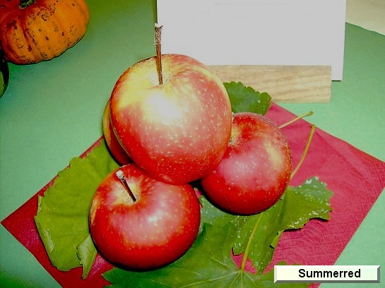 Pomme_qu Summerred