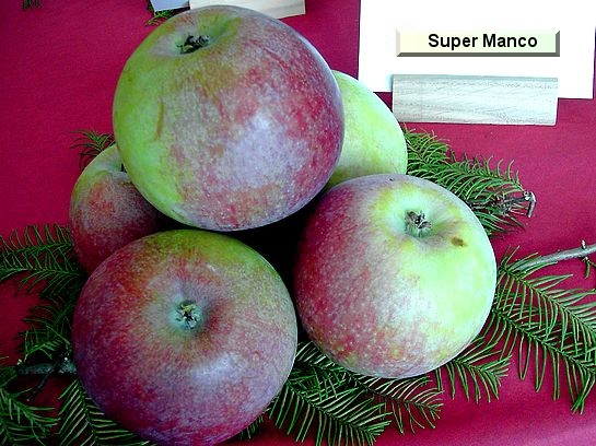 Pomme_qu Super Manco