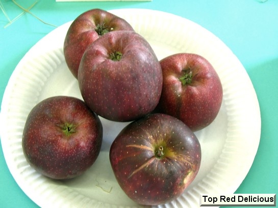 Pomme_qu Top Red Delicious